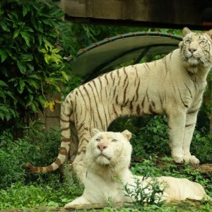 gvd-Bali-Safari-Marine-Park-3