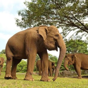 gvd-Bali-Safari-Marine-Park-4